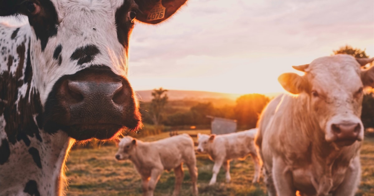Carbon Accounting for Agriculture and Livestock in Australia